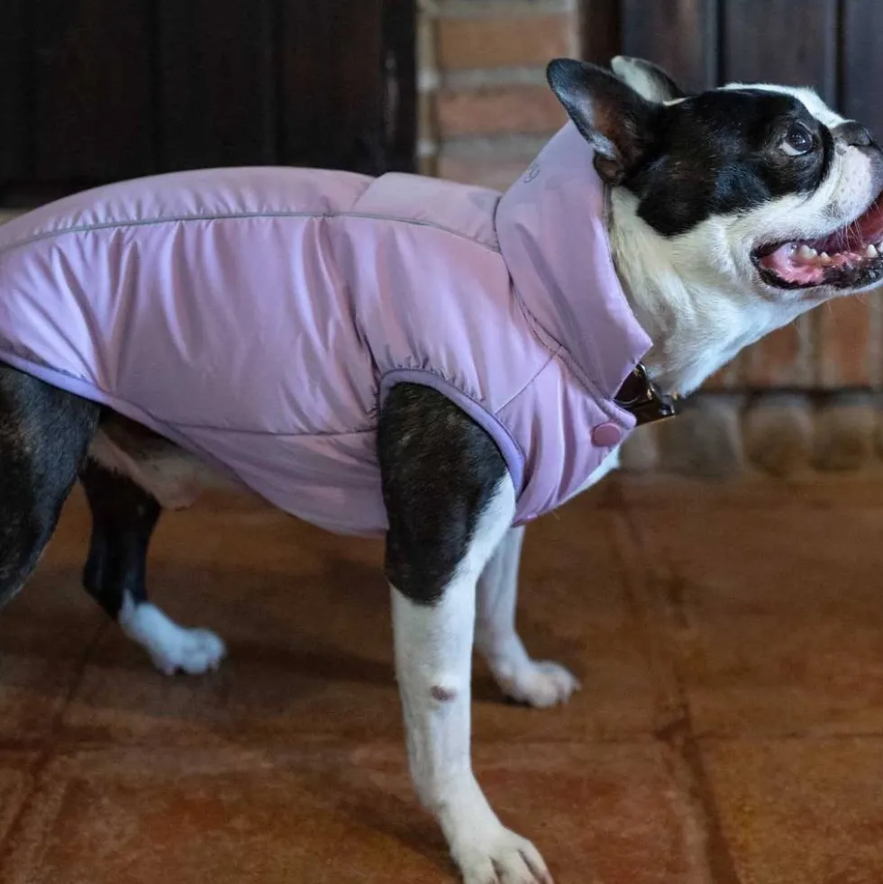 Abrigo Impermeable WinterHug Morado Perro Pequeño
