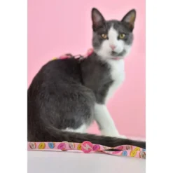 Dashi Arnés + Correa Donut para Gato