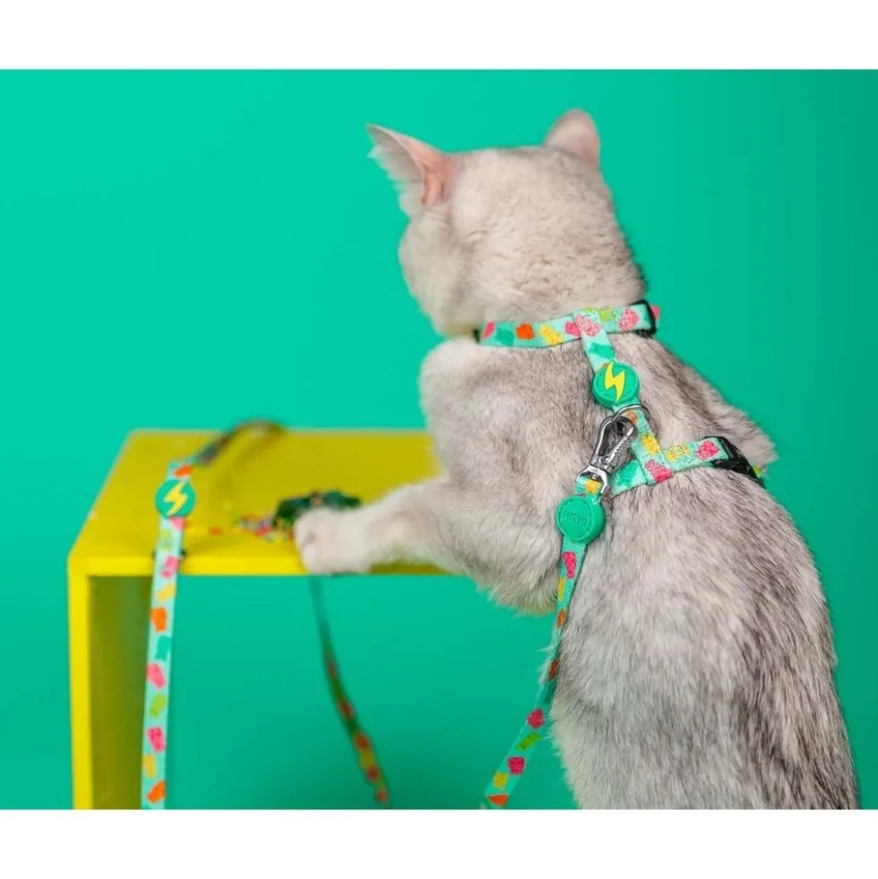 Dashi Arnés + Correa Gummy para Gato