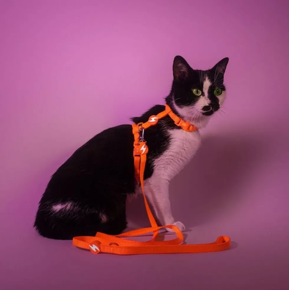 Dashi Arnés + Correa Neón Naranja para Gato