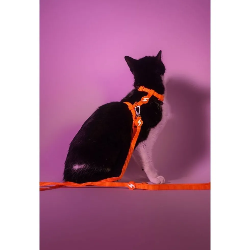 Dashi Arnés + Correa Neón Naranja para Gato