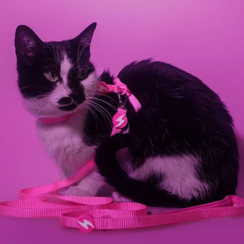 Dashi Arnés + Correa Neón Rosa para Gato