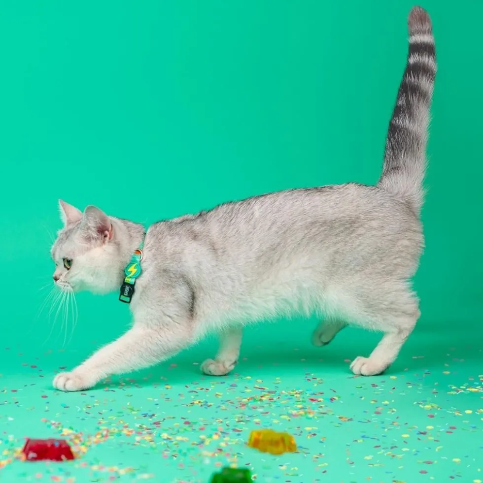 Dashi Collar Estampado Gummy para Gato