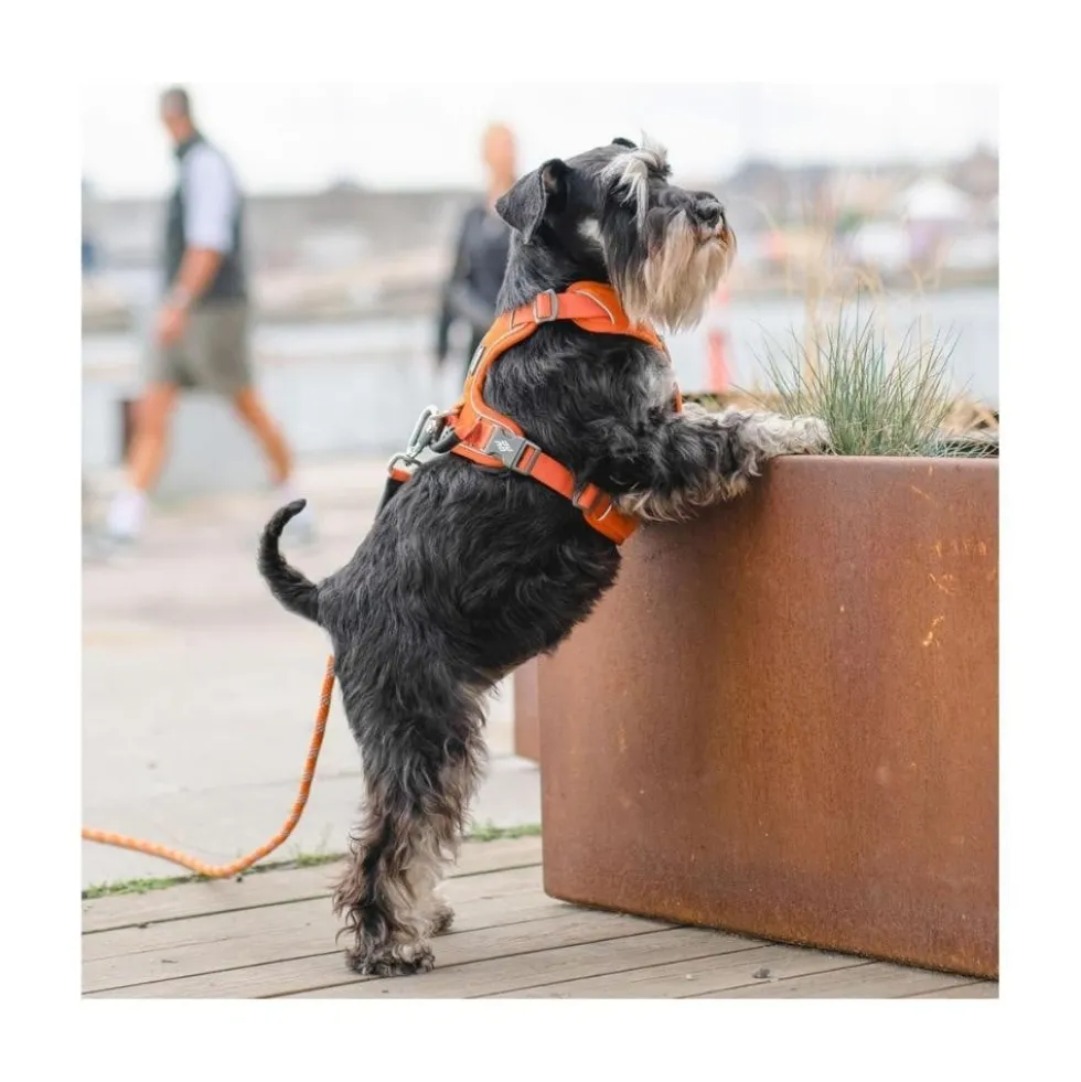 DOG Copenhagen Arnés Beige Comfort Walk Pro para Perro