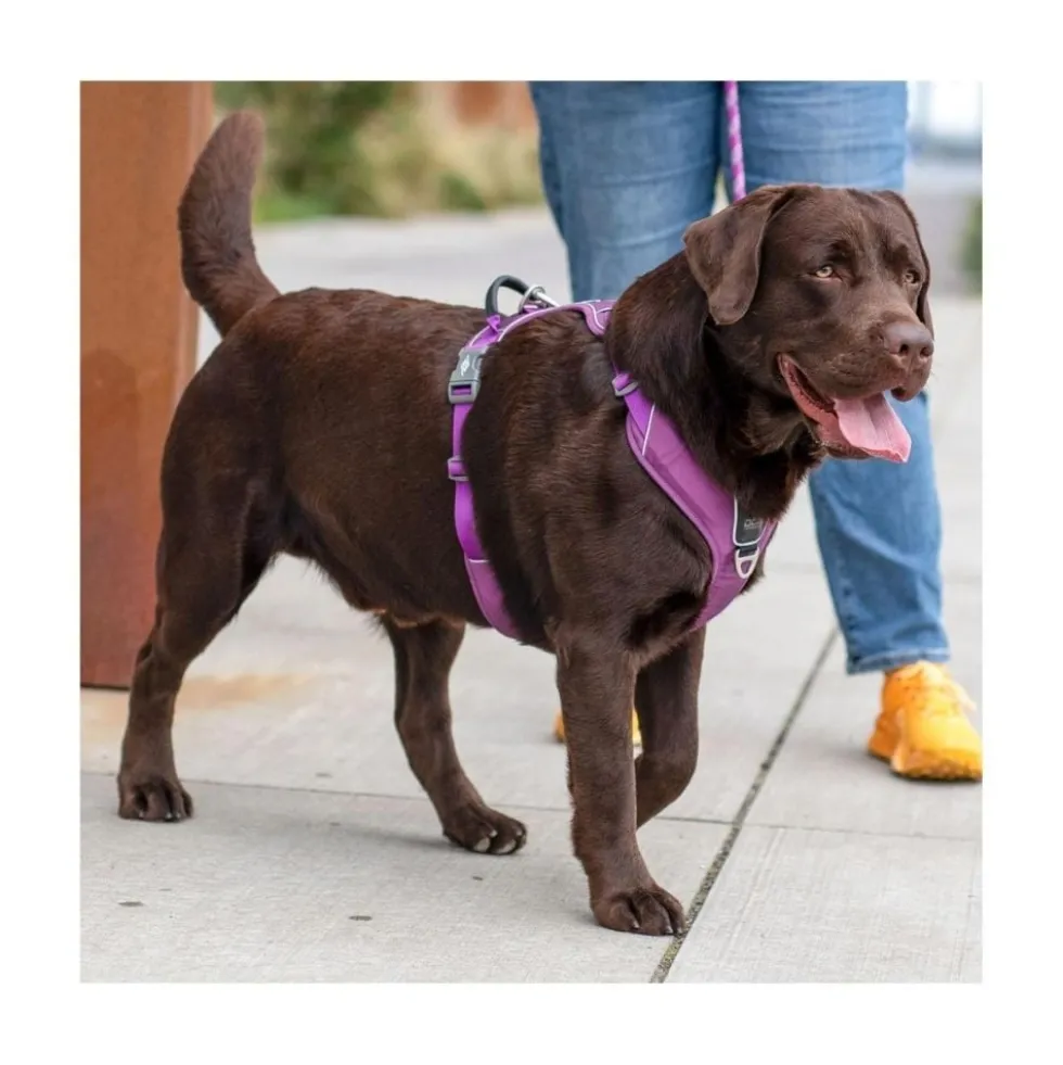 DOG Copenhagen Arnés Beige Comfort Walk Pro para Perro