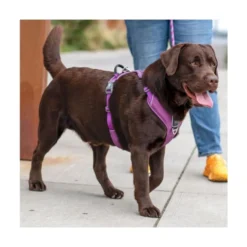 DOG Copenhagen Arnés Morado Comfort Walk Pro para Perro