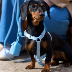 Dukier Arnés Clásico Soft Blue para Perro