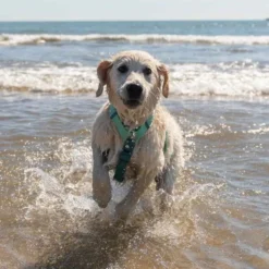 Dukier Arnés Waterproof Jade Mint para Perro