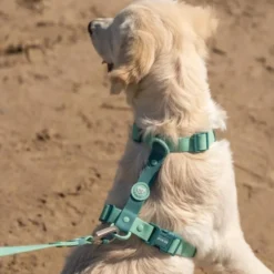 Dukier Arnés Waterproof Jade Mint para Perro