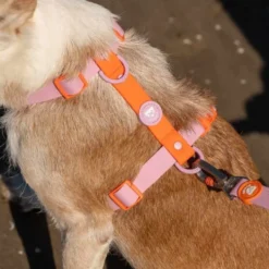 Dukier Arnés Waterproof Tangerine para Perro