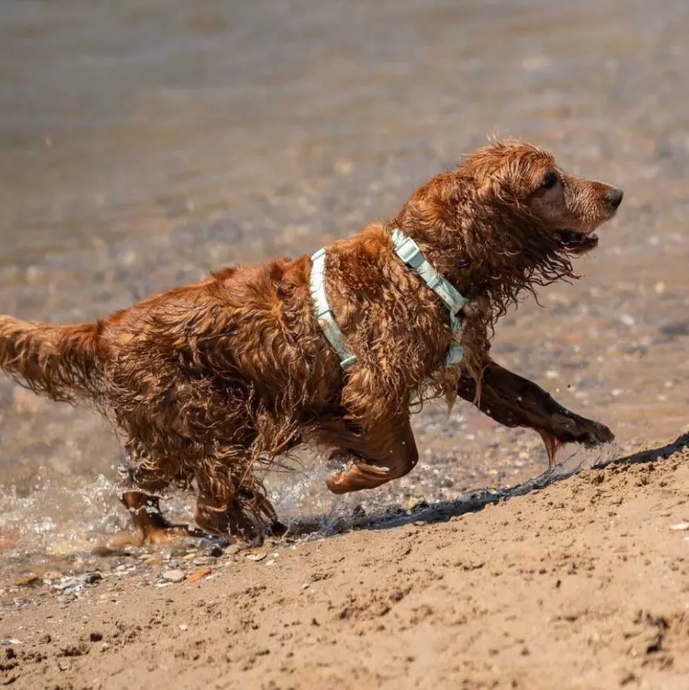 Dukier Arnés Waterproof Turquoise para Perro