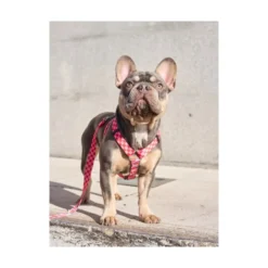 Dukier Berry Love Arnés Clásico para Perro