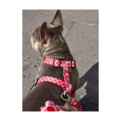 Dukier Berry Love Arnés Clásico para Perro