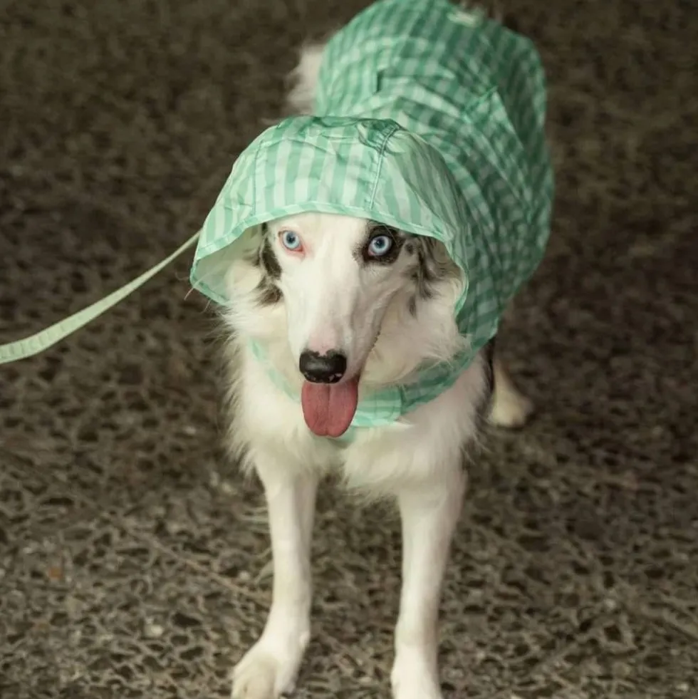 Dukier Chubasquero Soft Green Perro Pequeño