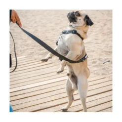Dukier Correa Waterproof Negra para Perros