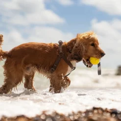 Frubba Pelota para Lanzar con Luz para Perro