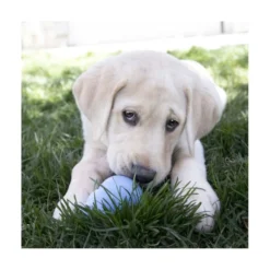 Kong Puppy Juguete Divertido Rellenable Azul/Rosa para Perro