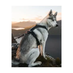 Non-stop Dogwear Arnés en