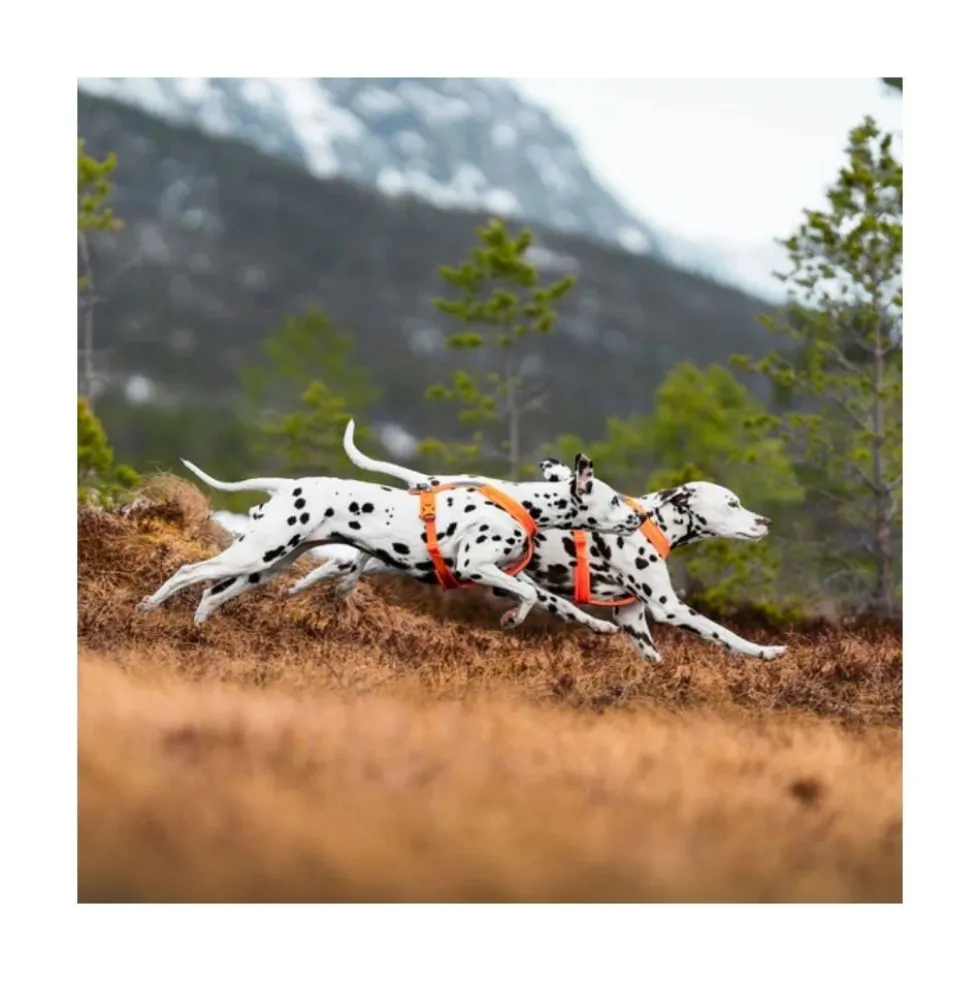 Non-stop Dogwear Arnés en "Y" Line 5.0 Naranja para Perro