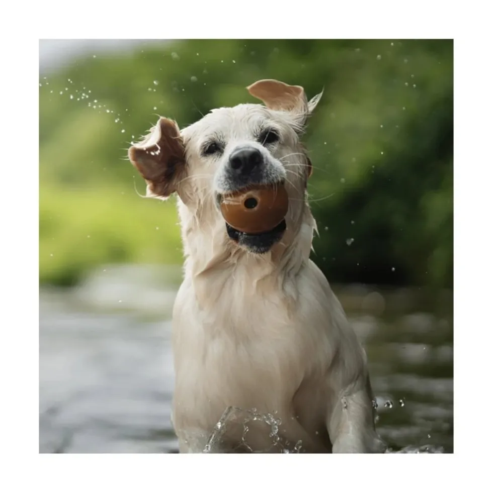 Retorn Juguete Rub Pelota Grande para Perro