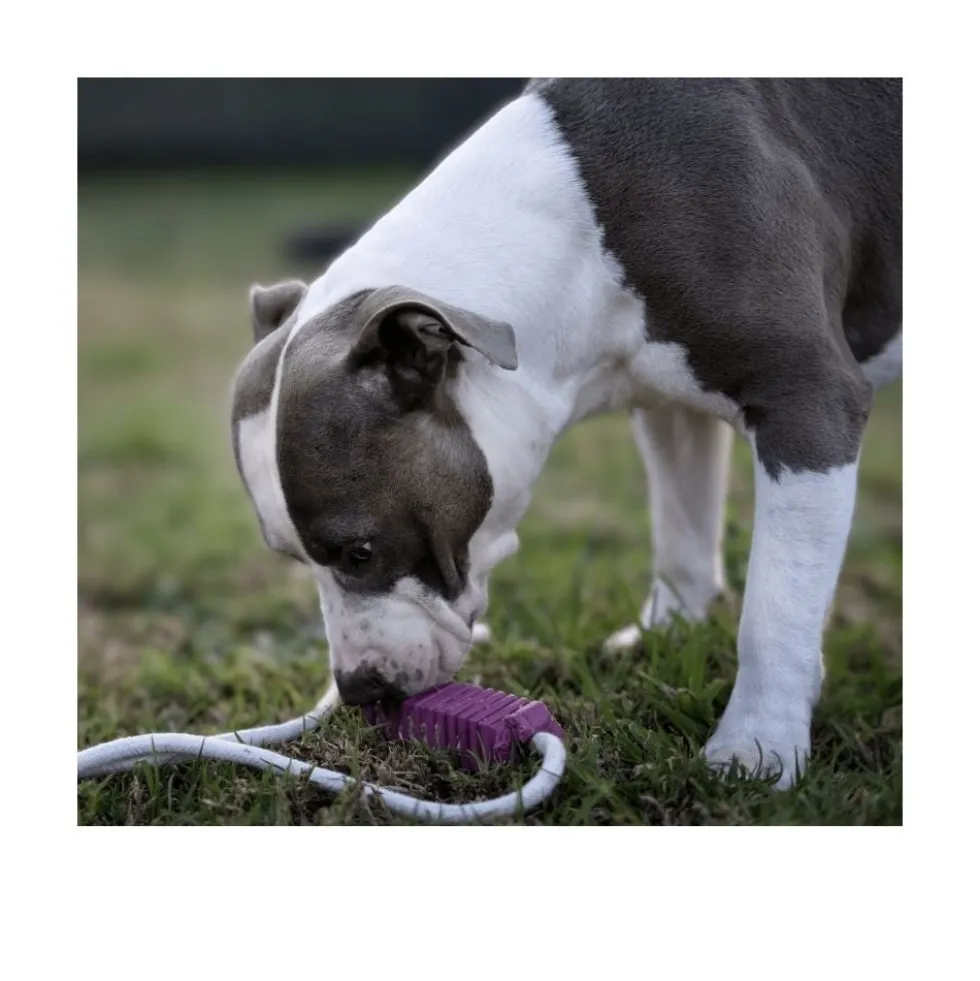 Rucan Stick 5 Lila para Perro