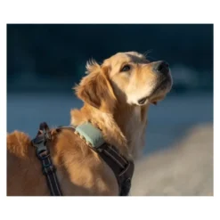 Tractive GPS Pet Tracker XL Localizador para Perros Grandes